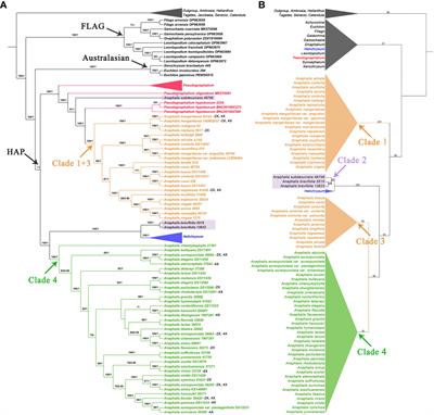 Phylogeny, biogeography, and character evolution of Anaphalis (Gnaphalieae, Asteraceae)
